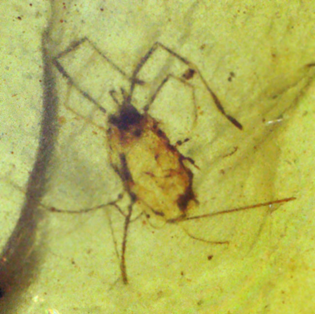 約1億年前の熱帯雨林の樹液が化石化！恐竜時代の琥珀、複数の虫を内包