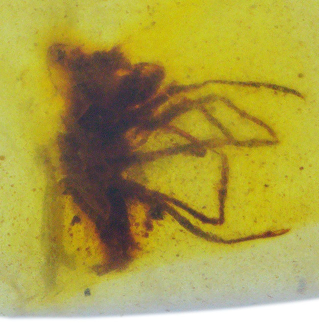 約1億年前の熱帯雨林の樹液が化石化！恐竜時代の琥珀、複数の虫