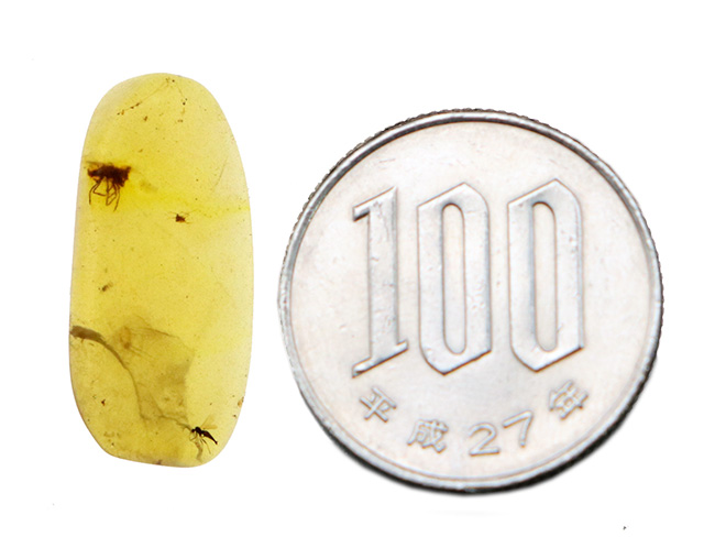 約1億年前の熱帯雨林の樹液が化石化！恐竜時代の琥珀、複数の虫