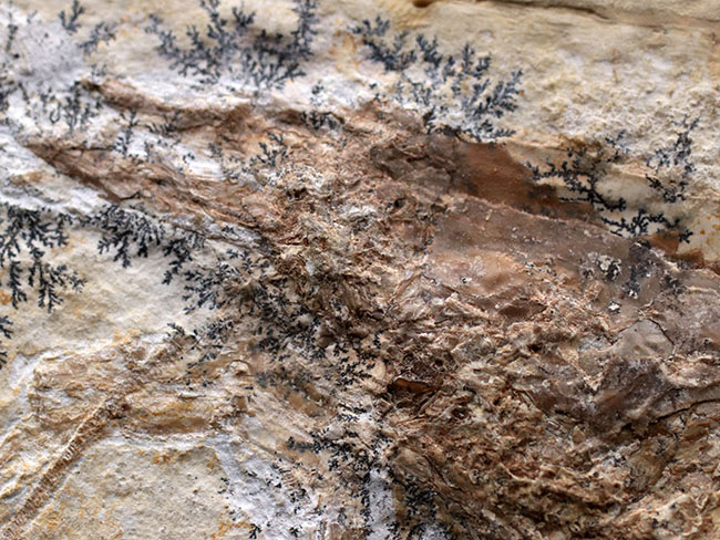 エビの化石 ゾルンフォーフェン産 アントリンポスAntrimpos エビの化石 ゾルンフォーフェン産 アントリンポスAntrimpos