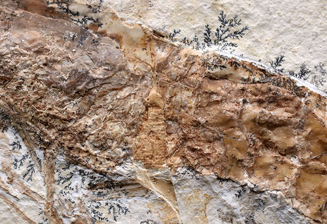 カーブ計測で１７センチ超え！希少なゾルンフォーフェン産のエビ、アントリンポス（Antrimpos)の全身化石（その4）