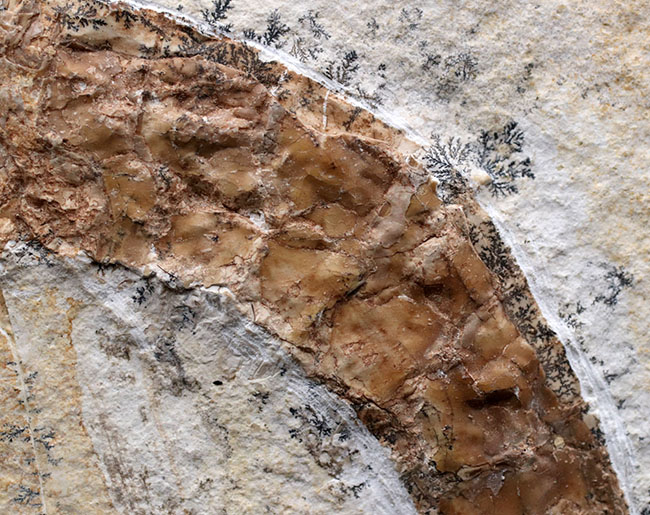 カーブ計測で１７センチ超え！希少なゾルンフォーフェン産のエビ、アントリンポス（Antrimpos)の全身化石（その5）