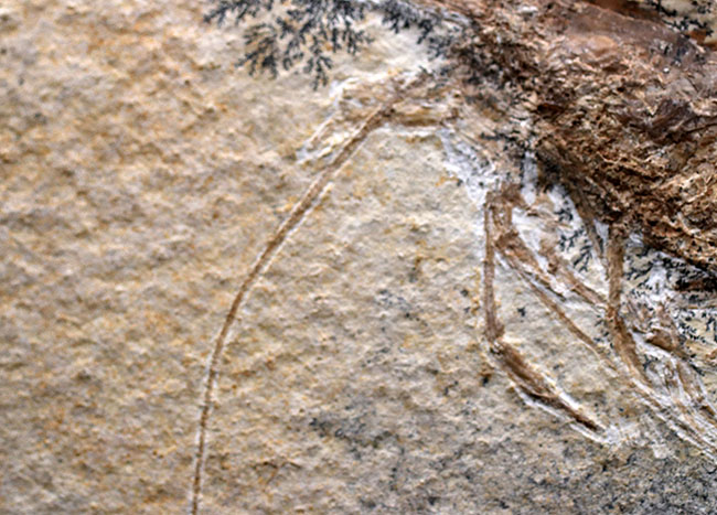 エビの化石 ゾルンフォーフェン産 アントリンポスAntrimpos エビの化石 ゾルンフォーフェン産 アントリンポスAntrimpos