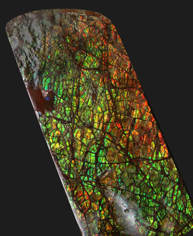 グリーンドラゴン！強い輝きと美しい模様が備わったアンモライト（Ammolite）のピース（その1）
