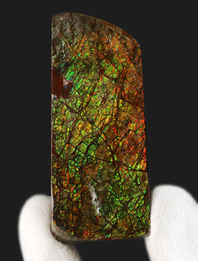 グリーンドラゴン！強い輝きと美しい模様が備わったアンモライト（Ammolite）のピース（その2）