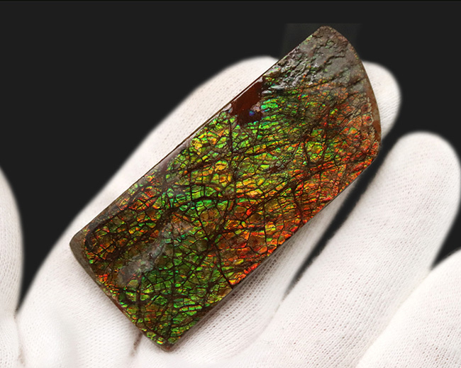 グリーンドラゴン！強い輝きと美しい模様が備わったアンモライト（Ammolite）のピース（その3）