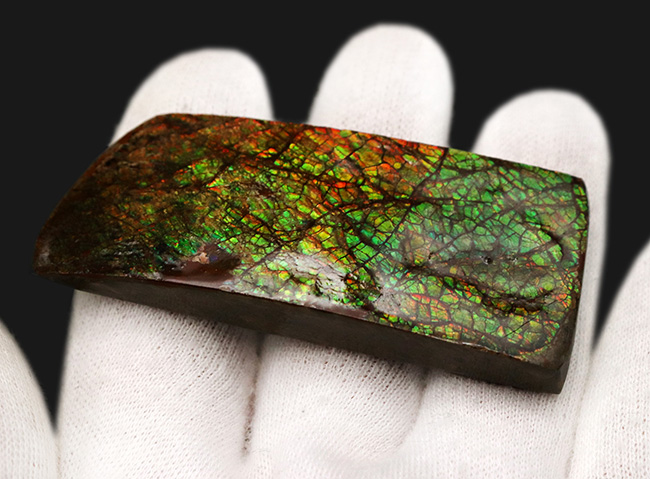 グリーンドラゴン！強い輝きと美しい模様が備わったアンモライト（Ammolite）のピース（その4）