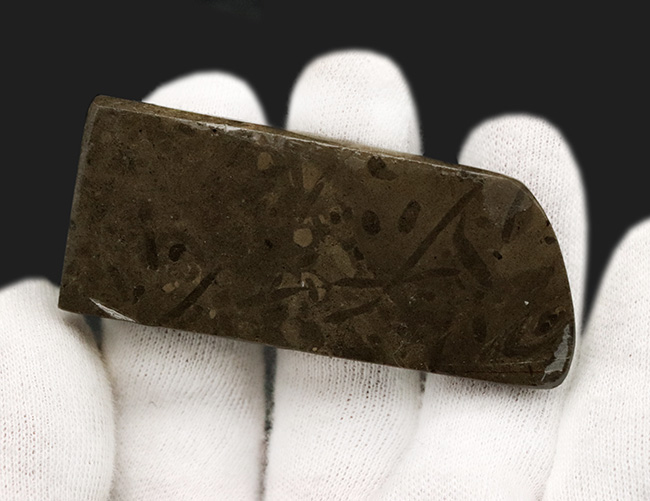 グリーンドラゴン！強い輝きと美しい模様が備わったアンモライト（Ammolite）のピース（その7）