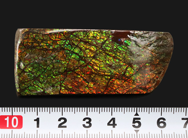 グリーンドラゴン！強い輝きと美しい模様が備わったアンモライト（Ammolite）のピース（その9）
