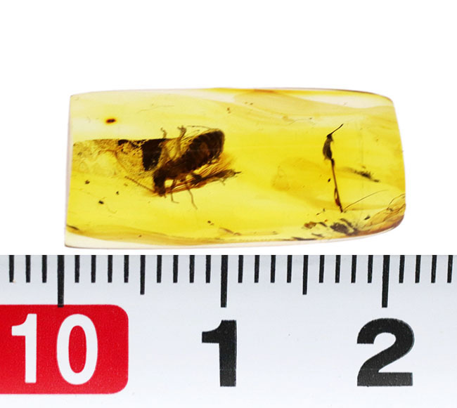 驚異的！圧巻の保存状態！およそ４０００万年前のシロアリが内包されたバルト海産琥珀（Amber）（その11）