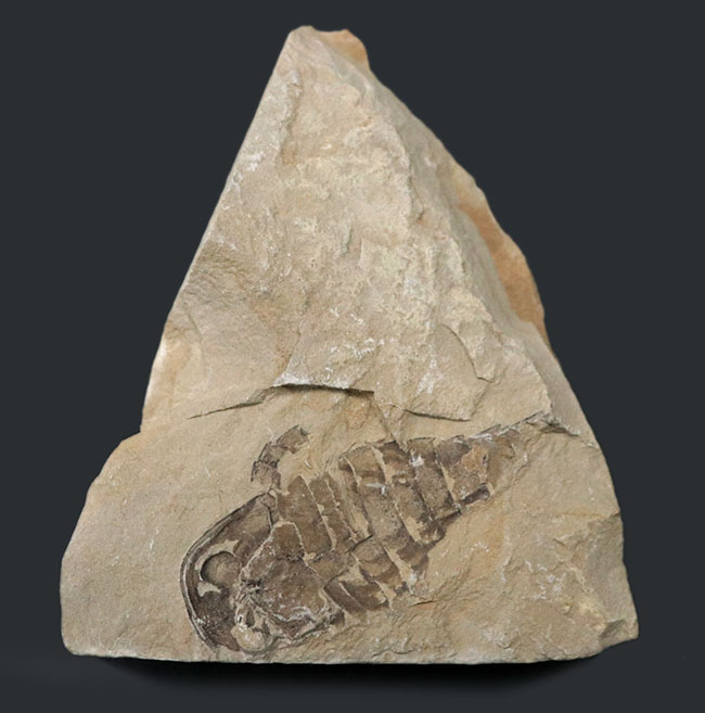 およそ４億年前の海中で三葉虫を狩っていた！ウミサソリ、ユーリプテルス（Eurypterus tetragonophthalmus）の全身化石。珍しいウクライナ産（その1）