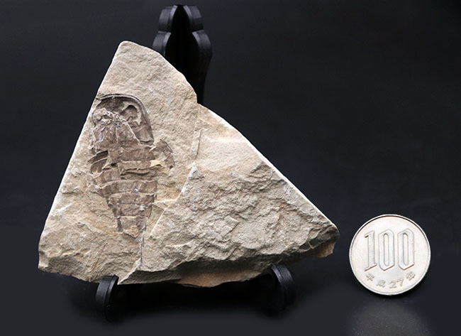 およそ４億年前の海中で三葉虫を狩っていた！ウミサソリ、ユーリプテルス（Eurypterus tetragonophthalmus）の全身化石。珍しいウクライナ産（その10）