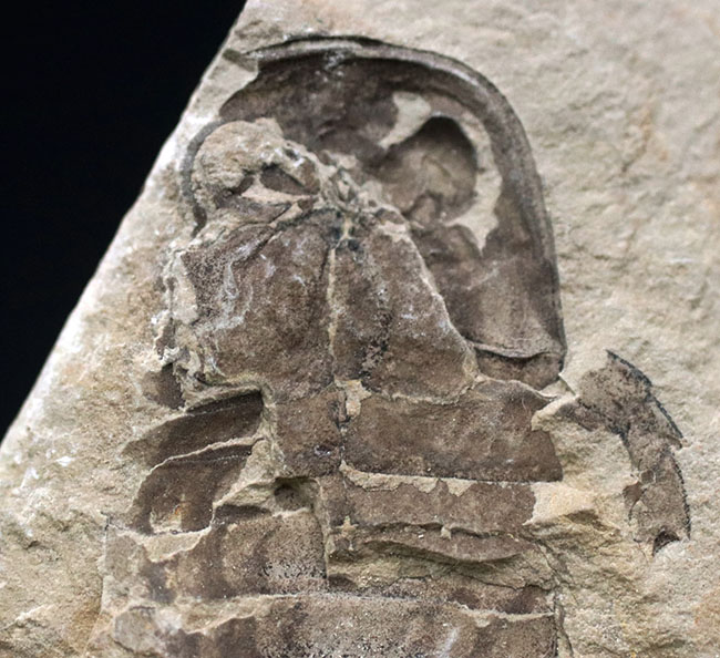 およそ４億年前の海中で三葉虫を狩っていた！ウミサソリ、ユーリプテルス（Eurypterus tetragonophthalmus）の全身化石。珍しいウクライナ産（その2）