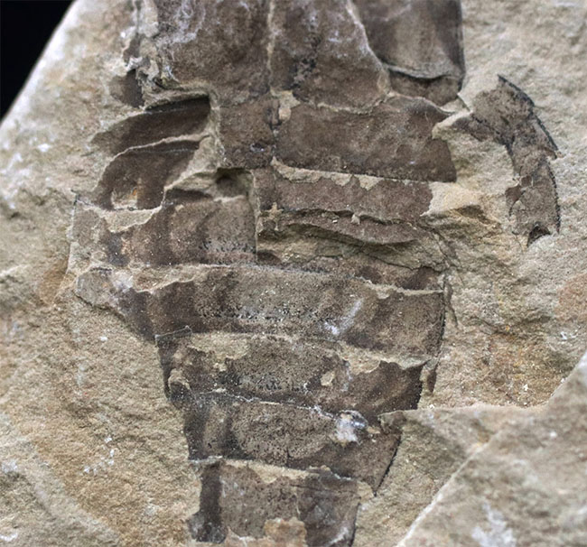 およそ４億年前の海中で三葉虫を狩っていた！ウミサソリ、ユーリプテルス（Eurypterus tetragonophthalmus）の全身化石。珍しいウクライナ産（その3）