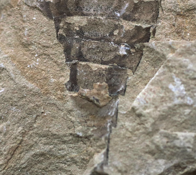 およそ４億年前の海中で三葉虫を狩っていた！ウミサソリ、ユーリプテルス（Eurypterus tetragonophthalmus）の全身化石。珍しいウクライナ産（その4）