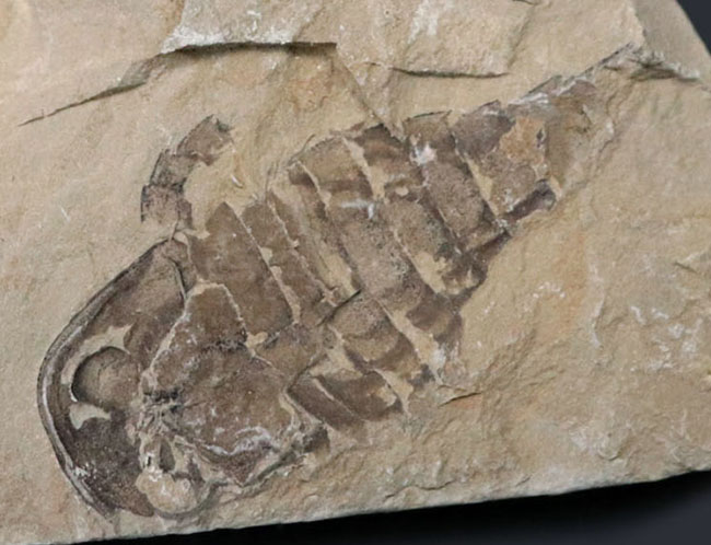 およそ４億年前の海中で三葉虫を狩っていた！ウミサソリ、ユーリプテルス（Eurypterus tetragonophthalmus）の全身化石。珍しいウクライナ産（その5）