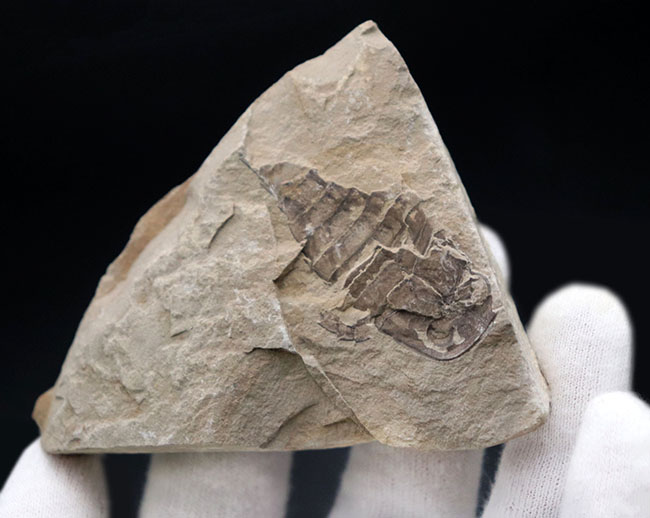 およそ４億年前の海中で三葉虫を狩っていた！ウミサソリ、ユーリプテルス（Eurypterus tetragonophthalmus）の全身化石。珍しいウクライナ産（その6）