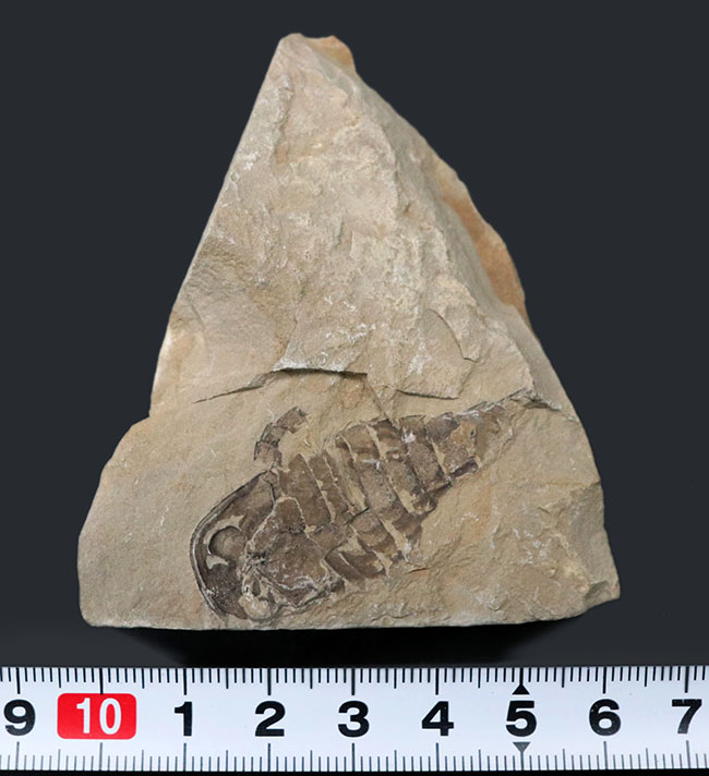 およそ４億年前の海中で三葉虫を狩っていた！ウミサソリ、ユーリプテルス（Eurypterus tetragonophthalmus）の全身化石。珍しいウクライナ産（その9）