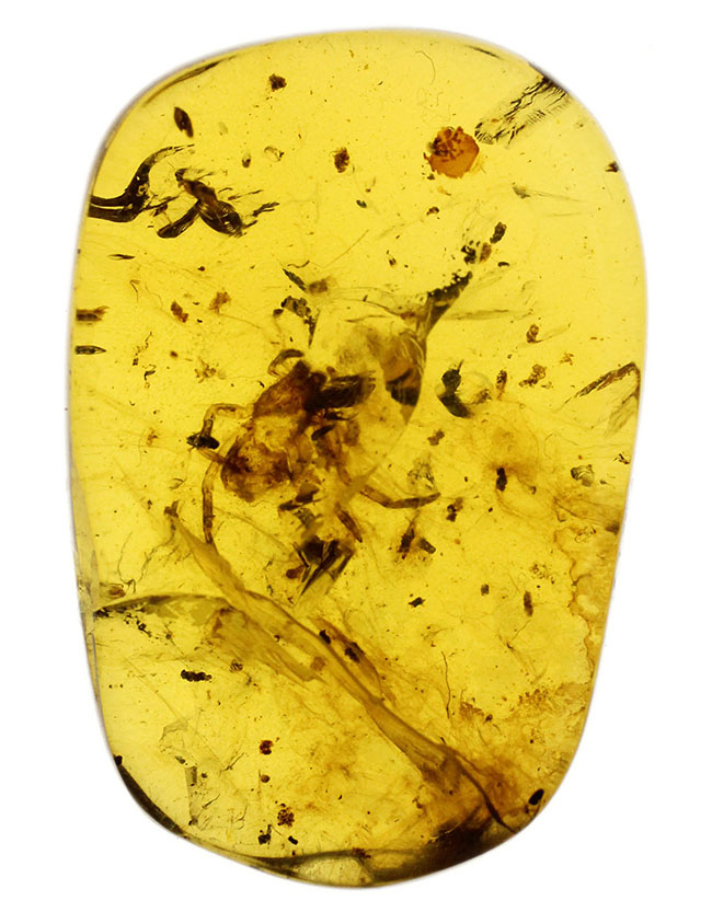 透明度が高く美しい！クモを内包した希少な１億年前（恐竜時代）のビルマ琥珀。樹木の樹脂の化石（その1）