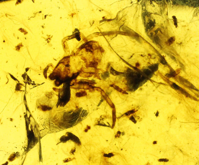 透明度が高く美しい！クモを内包した希少な１億年前（恐竜時代）のビルマ琥珀。樹木の樹脂の化石（その2）