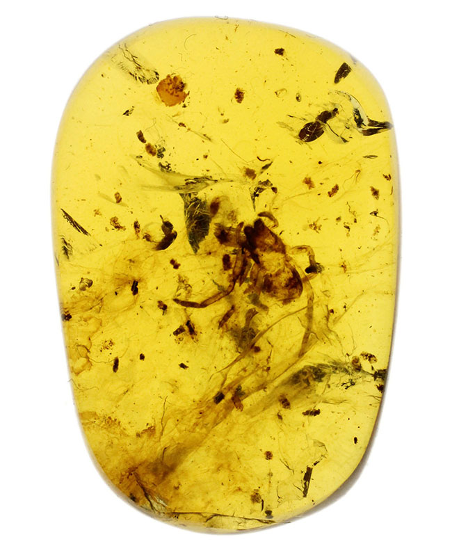 透明度が高く美しい！クモを内包した希少な１億年前（恐竜時代）のビルマ琥珀。樹木の樹脂の化石（その3）