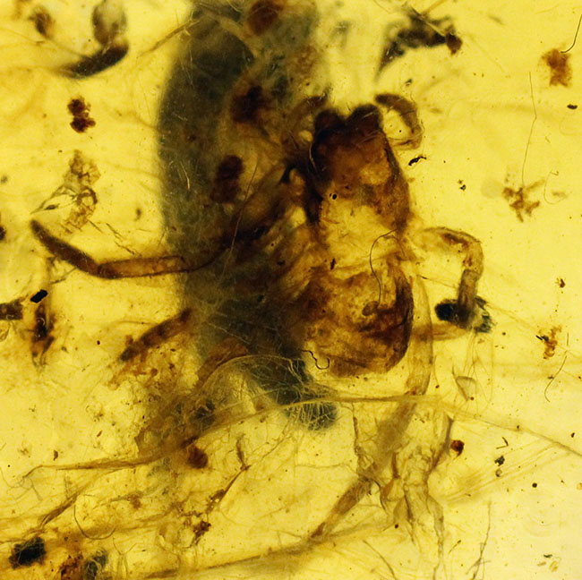 透明度が高く美しい！クモを内包した希少な１億年前（恐竜時代）のビルマ琥珀。樹木の樹脂の化石（その5）