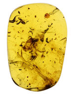 透明度が高く美しい！クモを内包した希少な１億年前（恐竜時代）のビルマ琥珀。樹木の樹脂の化石