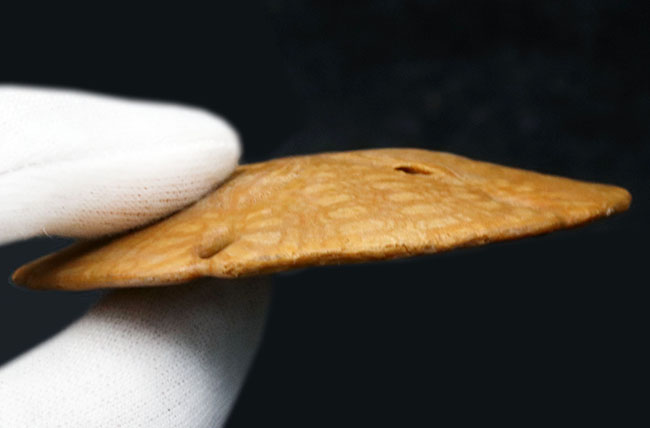 非常に良好な保存状態を維持している、薄型のウニ、メリテラ(Mellitella)の化石(その4)