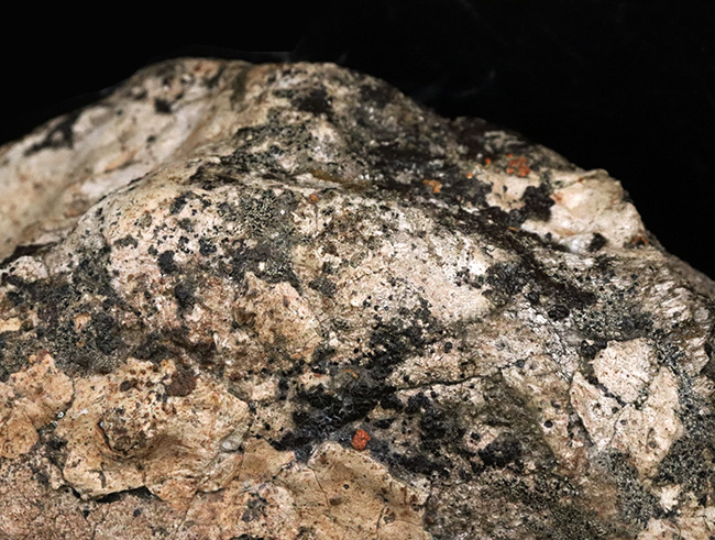 グレートワン！化石セブンの秘蔵コレクション！20センチオーバー