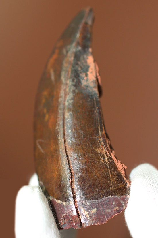 カルカロドントサウルス歯化石(その1)