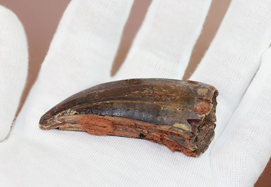 カルカロドントサウルス歯化石(その3)