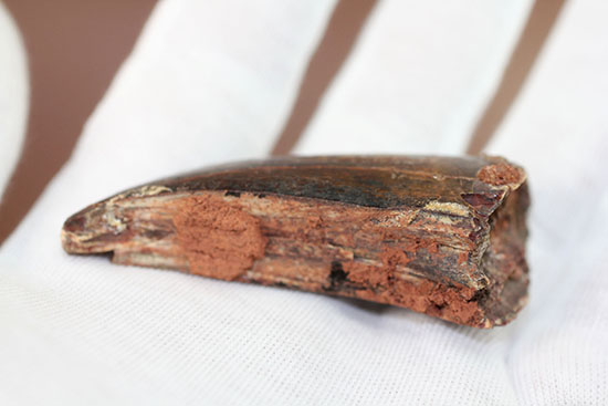 カルカロドントサウルス歯化石(その4)