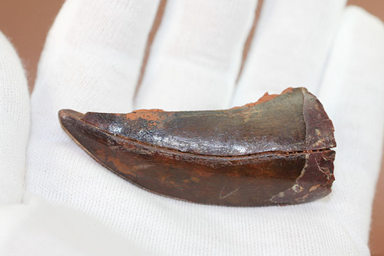 カルカロドントサウルス歯化石(その9)