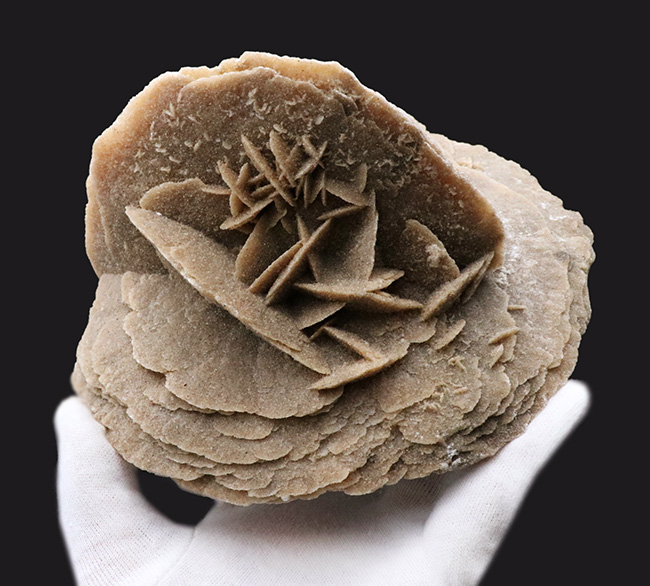 1キログラム超の巨大サイズ!モロッコ産砂漠の薔薇(Desert Rose)(その2)
