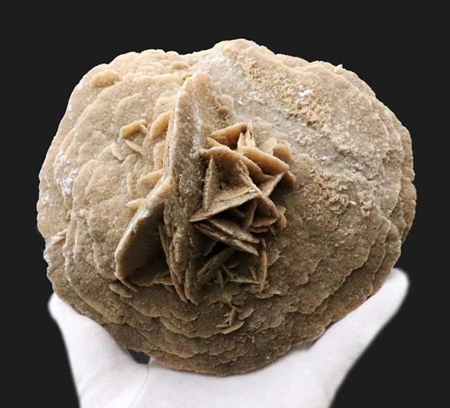 1キログラム超の巨大サイズ!モロッコ産砂漠の薔薇(Desert Rose)(その3)