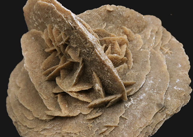 1キログラム超の巨大サイズ!モロッコ産砂漠の薔薇(Desert Rose)(その5)