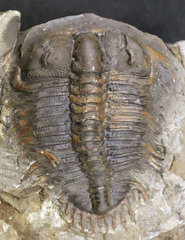 レア！頭部のブツブツまで保存！原始的なオドントプレウラ科！レア三葉虫、ダメセラ（Damesella）の上質化石（その1）