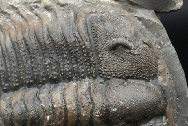 レア！頭部のブツブツまで保存！原始的なオドントプレウラ科！レア三葉虫、ダメセラ（Damesella）の上質化石（その7）