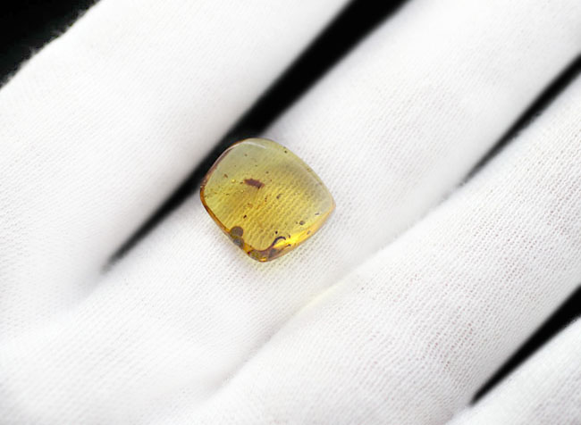 多足類ヤスデが包まれた、希少な恐竜時代のビルマ琥珀（Burmite）（その3）