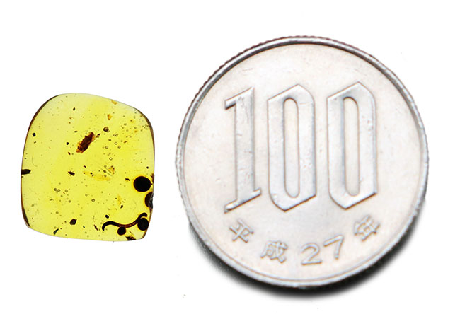 多足類ヤスデが包まれた、希少な恐竜時代のビルマ琥珀（Burmite）（その6）