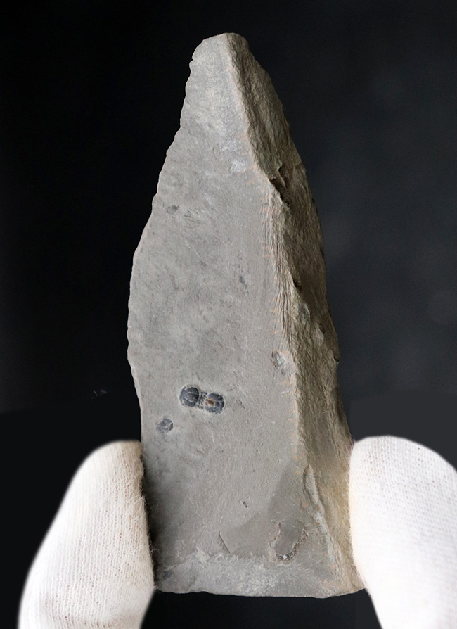 一風変わった生物!眼を持たない極小三葉虫、ペロノプシス(Peronopsis interstrictus)の化石(その1)