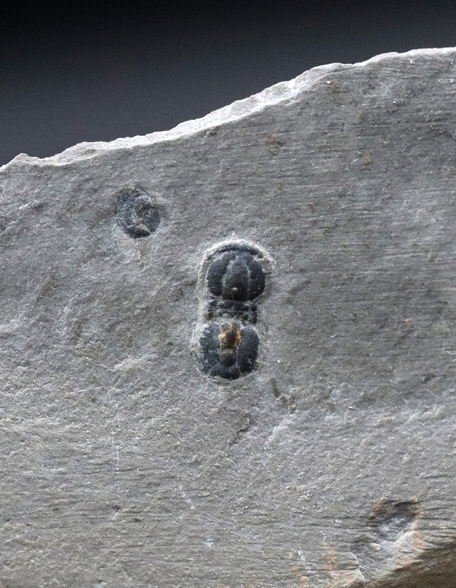 一風変わった生物!眼を持たない極小三葉虫、ペロノプシス(Peronopsis interstrictus)の化石(その2)