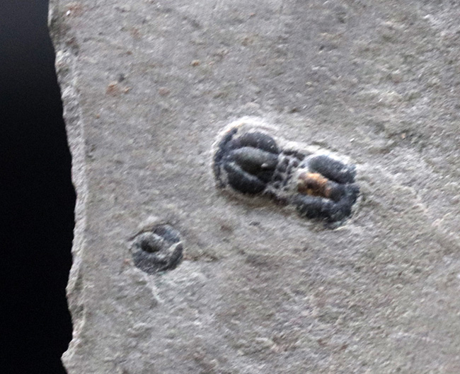 一風変わった生物!眼を持たない極小三葉虫、ペロノプシス(Peronopsis interstrictus)の化石(その4)