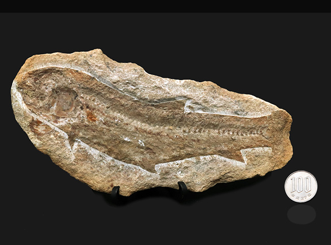 ブラジル北東部、恐竜時代の地層、サンタナフォーメーションから発見された絶滅古代魚の全身化石（その10）