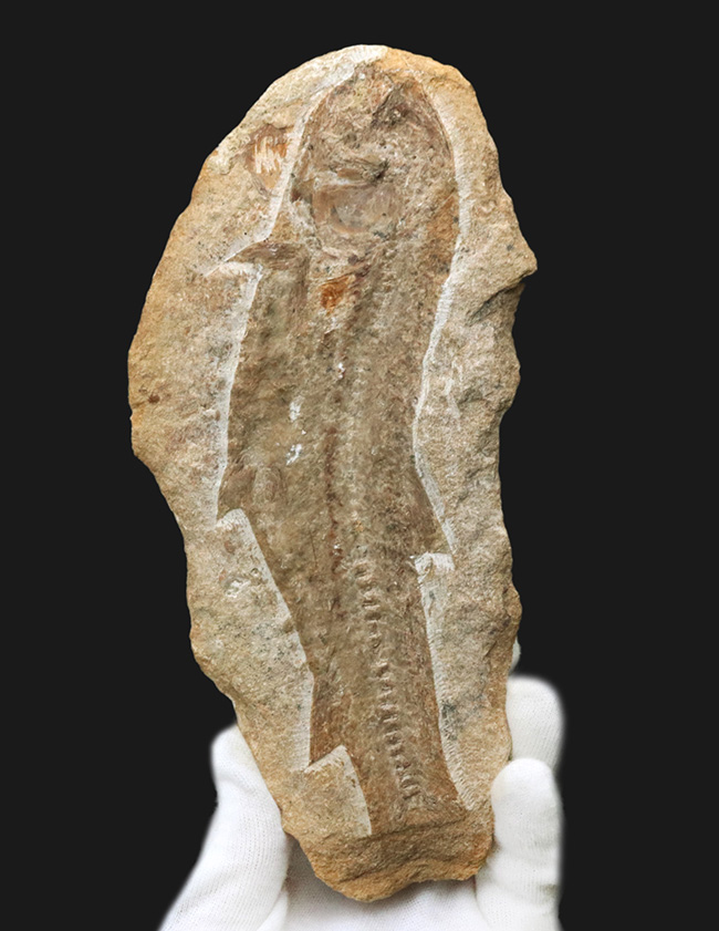 ブラジル北東部、恐竜時代の地層、サンタナフォーメーションから発見された絶滅古代魚の全身化石（その2）