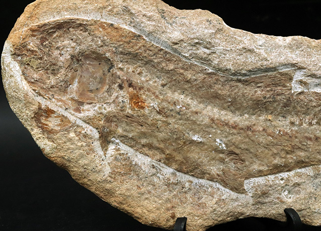 ブラジル北東部、恐竜時代の地層、サンタナフォーメーションから発見された絶滅古代魚の全身化石（その4）