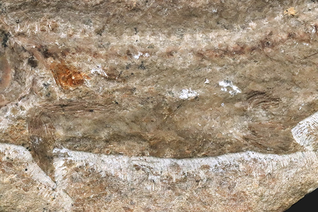 ブラジル北東部、恐竜時代の地層、サンタナフォーメーションから発見