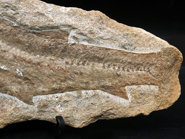 ブラジル北東部、恐竜時代の地層、サンタナフォーメーションから発見された絶滅古代魚の全身化石（その6）