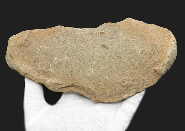 ブラジル北東部、恐竜時代の地層、サンタナフォーメーションから発見