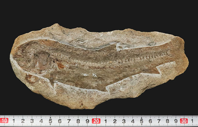ブラジル北東部、恐竜時代の地層、サンタナフォーメーションから発見された絶滅古代魚の全身化石（その9）